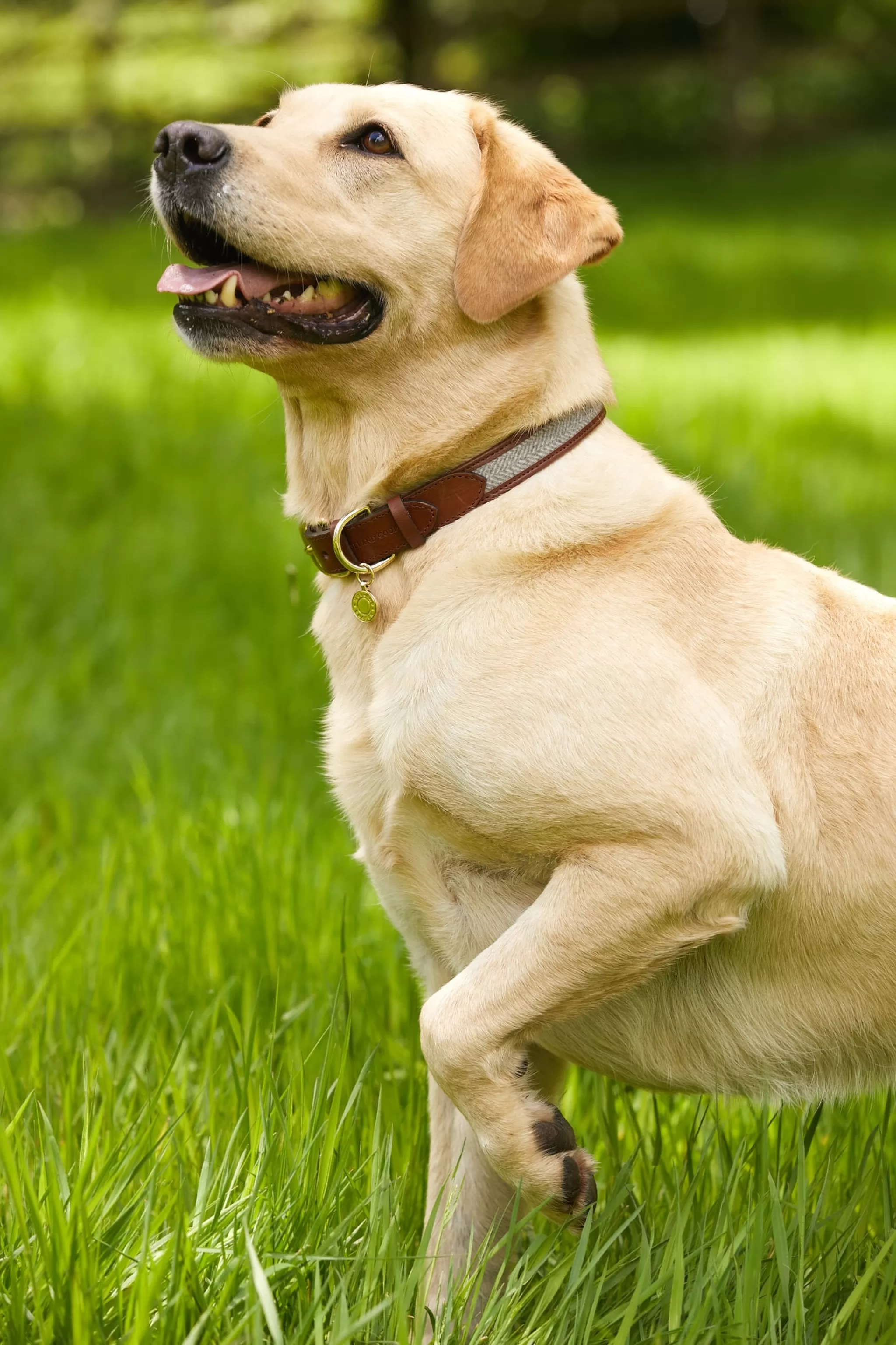 HC Classic Dog Collar>Holland Cooper Clearance