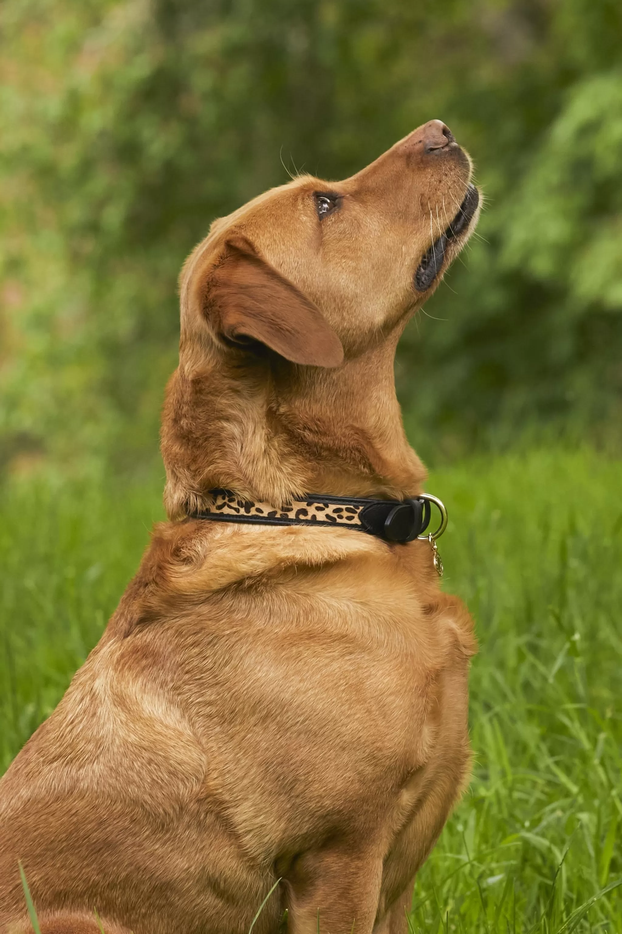 HC Classic Dog Collar>Holland Cooper Flash Sale